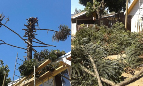 Fotos denuncia sobre tala de Araucaria llegaron a Angelino.cl, especie no estaría protegida