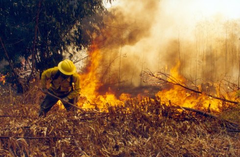 Federación de Sindicatos Forestales denuncian que contratistas obligan a trabajadores a combatir incendios