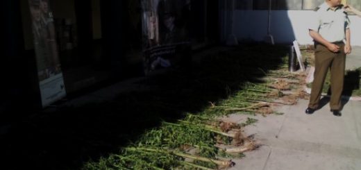 Carabineros decomisa plantación y marihuana elaborada equivalente a cerca de 30 mil dosis y detiene a productor