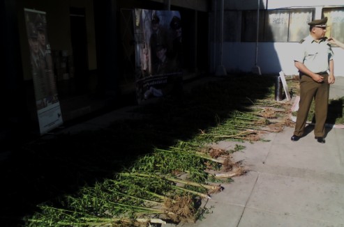 Carabineros decomisa plantación y marihuana elaborada equivalente a cerca de 30 mil dosis y detiene a productor