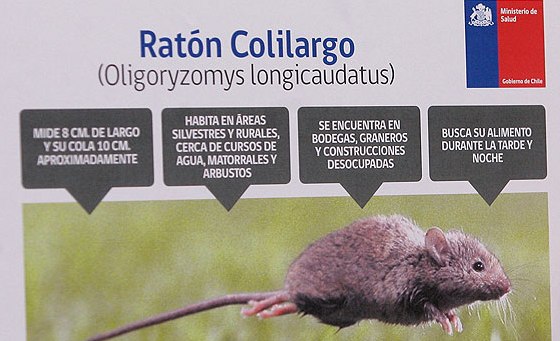 Menor de 9 años del sector Pata de Gallina sería nuevo caso de Virus Hanta por confirmar 