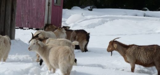 Seremi de Agricultura llama a estar atento y calmados a ganaderos vecinos al Volcán Copahue