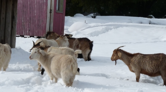 Seremi de Agricultura llama a estar atento y calmados a ganaderos vecinos al Volcán Copahue