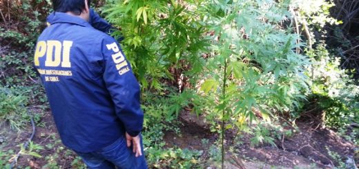 Decomisan plantas de cannabis equivalentes a 17 millones de pesos en el sector de Choroico en la comuna de Nacimiento