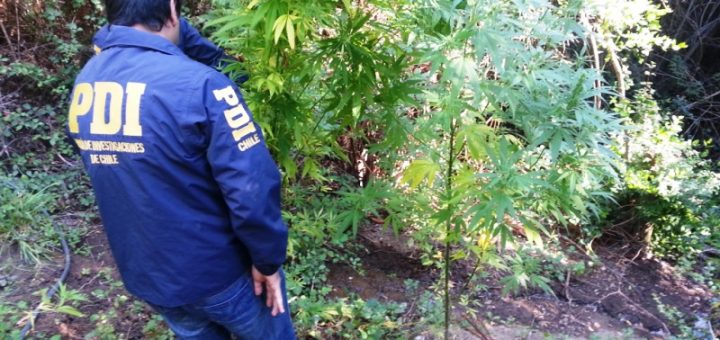 Decomisan plantas de cannabis equivalentes a 17 millones de pesos en el sector de Choroico en la comuna de Nacimiento