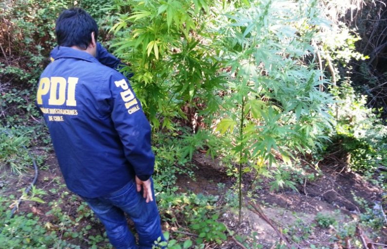 Decomisan plantas de cannabis equivalentes a 17 millones de pesos en el sector de Choroico en la comuna de Nacimiento