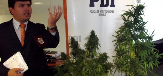 PDI decomisa plantas hibridas de cannabis de alto poder alucinógeno en Los Ángeles