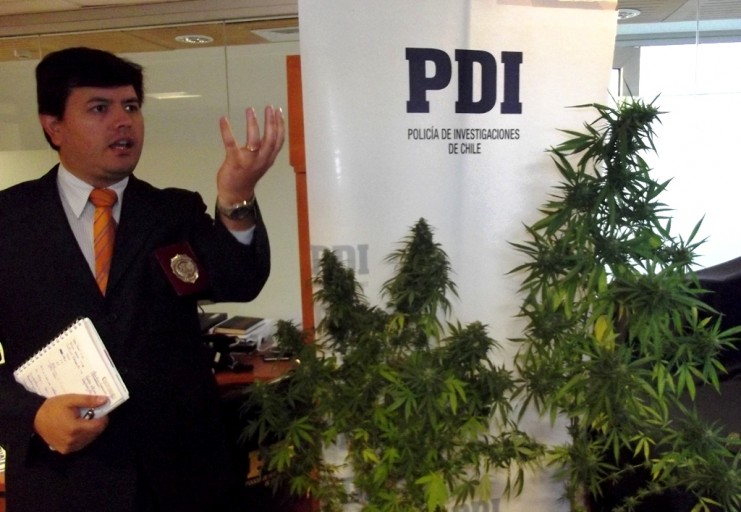 PDI decomisa plantas hibridas de cannabis de alto poder alucinógeno en Los Ángeles