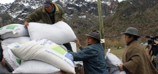 En Alto Bio Bio comenzó uno de los mayores rescates ganaderos efectuados en el país