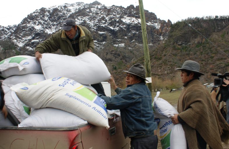 En Alto Bio Bio comenzó uno de los mayores rescates ganaderos efectuados en el país 