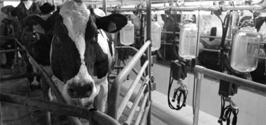 Diputado José Pérez: “La producción lechera, definitivamente, dejó de ser un negocio”