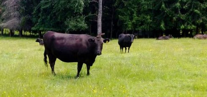 SAG inicia proceso de regularización de stock de animales bovinos con DIIO